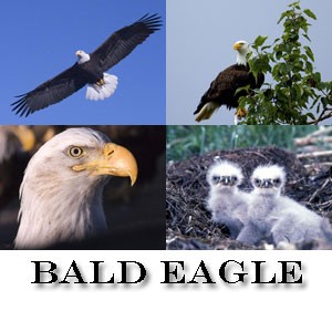 Bald Eagle Screensaver