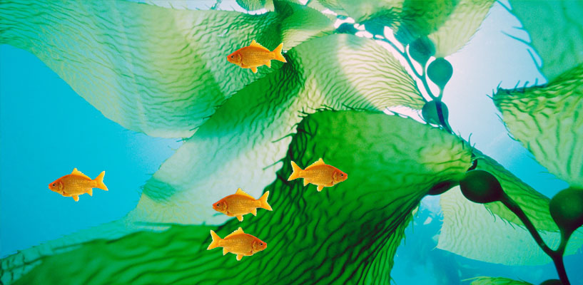 Common Goldfish Wallpaper