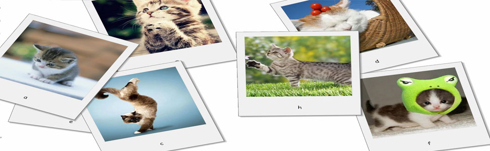 Desktop Cat Screensaver