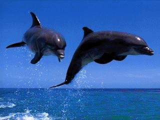 Dolphins Screensaver