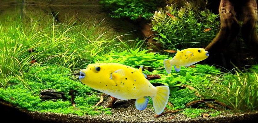 Golden Puffer Fish Screensaver