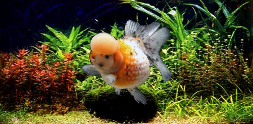 Pearlscale Goldfish Wallpaper