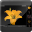 Video Player XML FLV H.264 V2