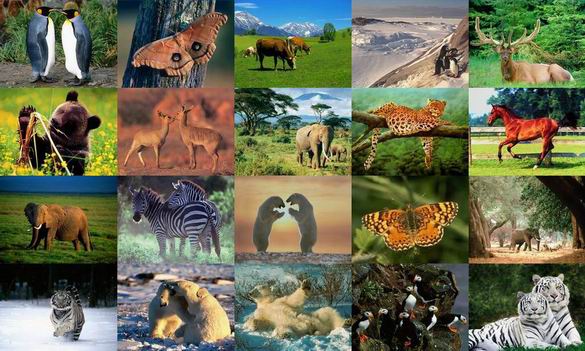 Animals Photo Screensaver Volume 1