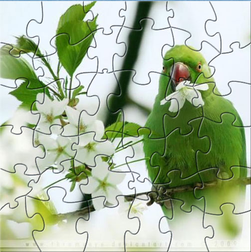 australian parrot puzzle