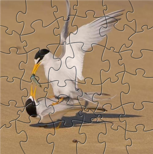 beuatifull bird puzzle