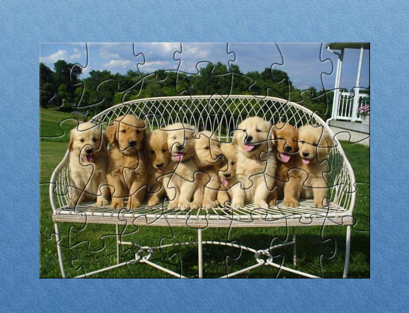 GRP Golden Retriever Puppies