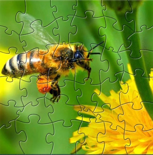 Honey bee puzzle