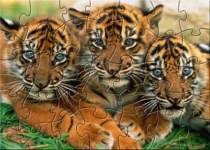 SMK Cute Tiger Cubs Puzzle