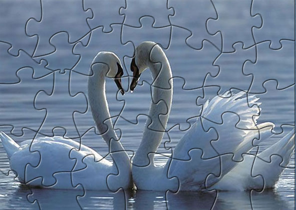 swans puzzle