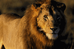 Tanzania Safari Lions Screensaver