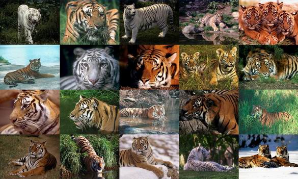Tigers Photo Screensaver