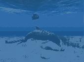 Dolphin Aqua Life 3D Screensaver Screenshot