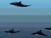 Screenshot of Dolphins 3D ScreenSaver