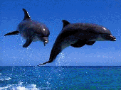 Screenshot of Dolphins Screensaver