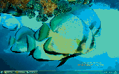 Fish Calendar Windows Theme Screenshot