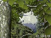 Screenshot of Forest World 3D Screensaver
