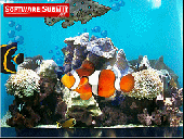 Screenshot of Aquarium Screensaver by Server Connectix