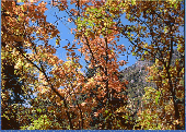 CC Fall Colors Puzzle Screenshot