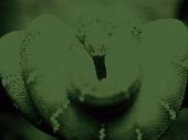 Screenshot of Elegant Snakes Free Screensaver