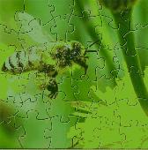 Screenshot of Honey bee puzzle