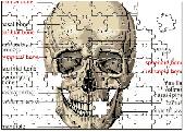 Screenshot of Human Skull Puzzle