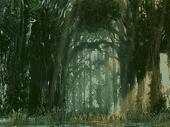 Screensaver Maker: Forest Screenshot