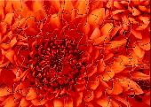 Screenshot of TIV Chrysanthemum Flower