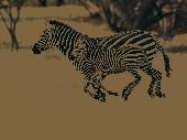 Screenshot of Zebras Free Screensaver